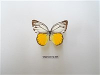 藏品(黃裙脈粉蝶)的圖片